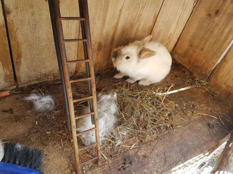 Kaninchen