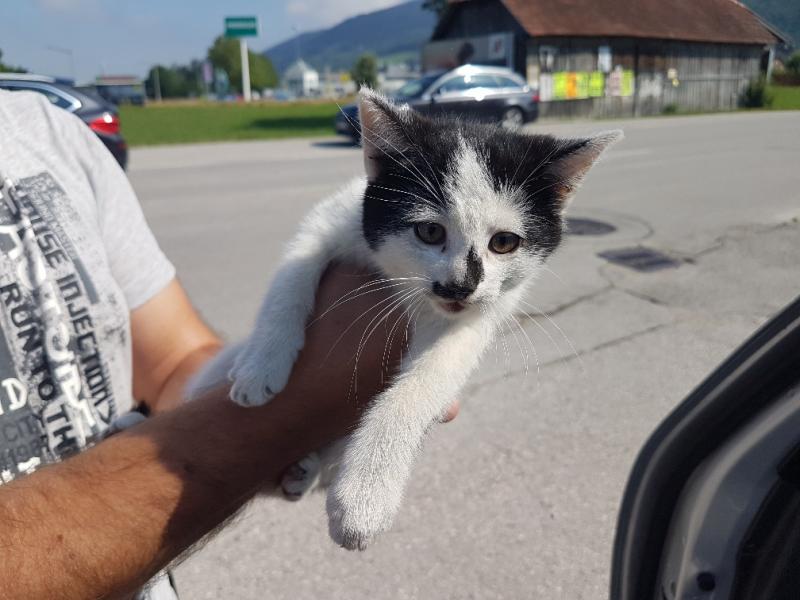 Europäische Hauskatze
