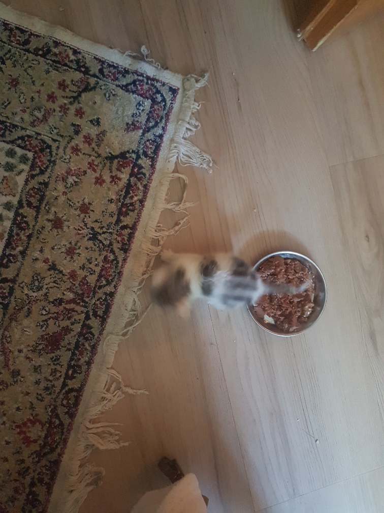 Europäische Hauskatze