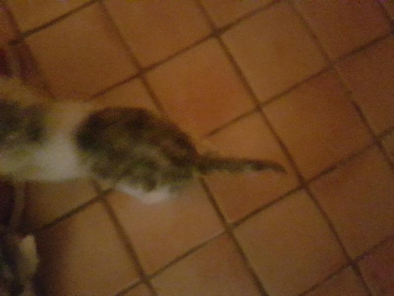 Europäische Hauskatze