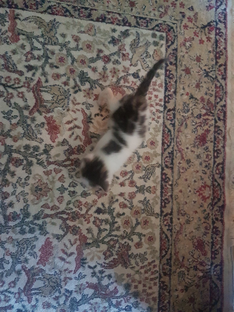 Europäische Hauskatze