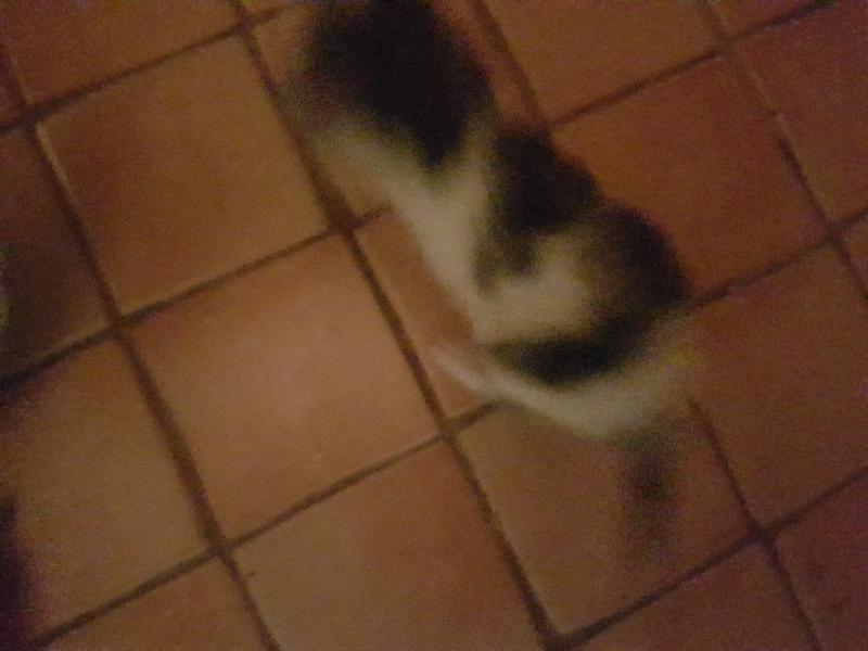 Europäische Hauskatze