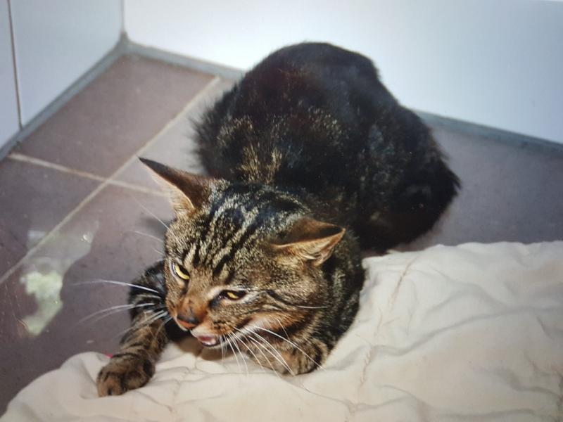 Europäische Hauskatze