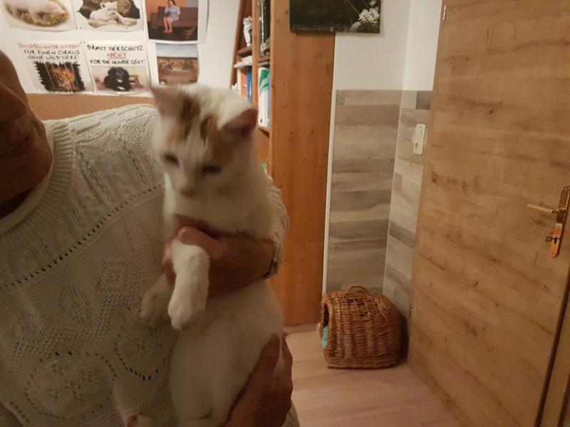 Europäische Hauskatze
