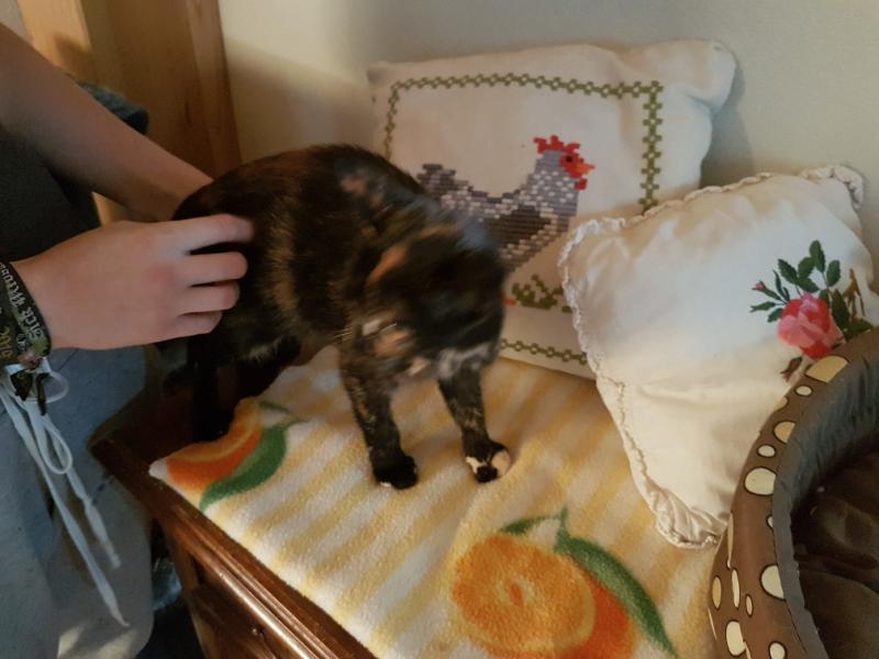 Europäische Hauskatze