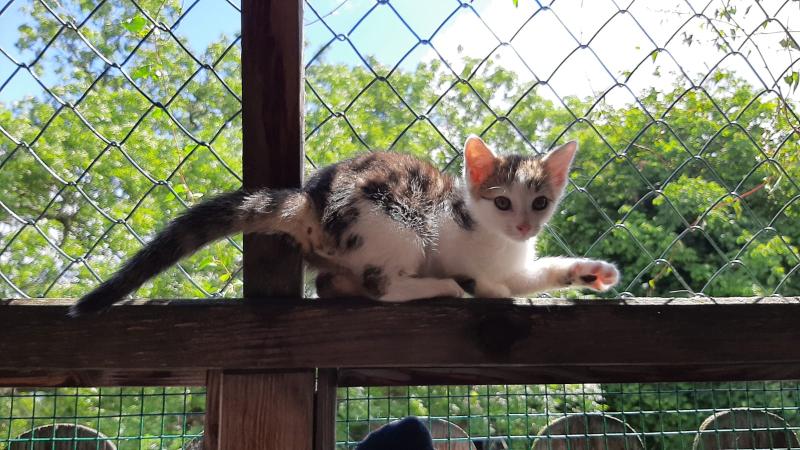 Europäische Hauskatze