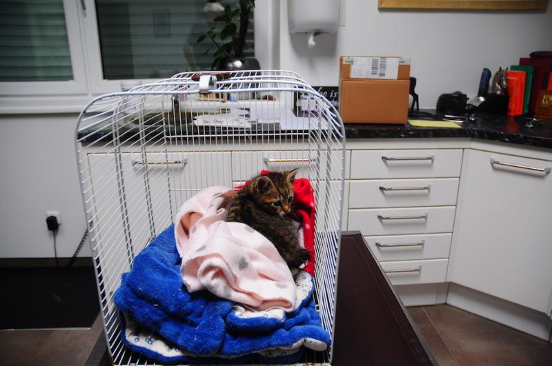 Europäische Hauskatze