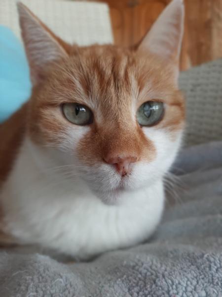 Europäische Hauskatze