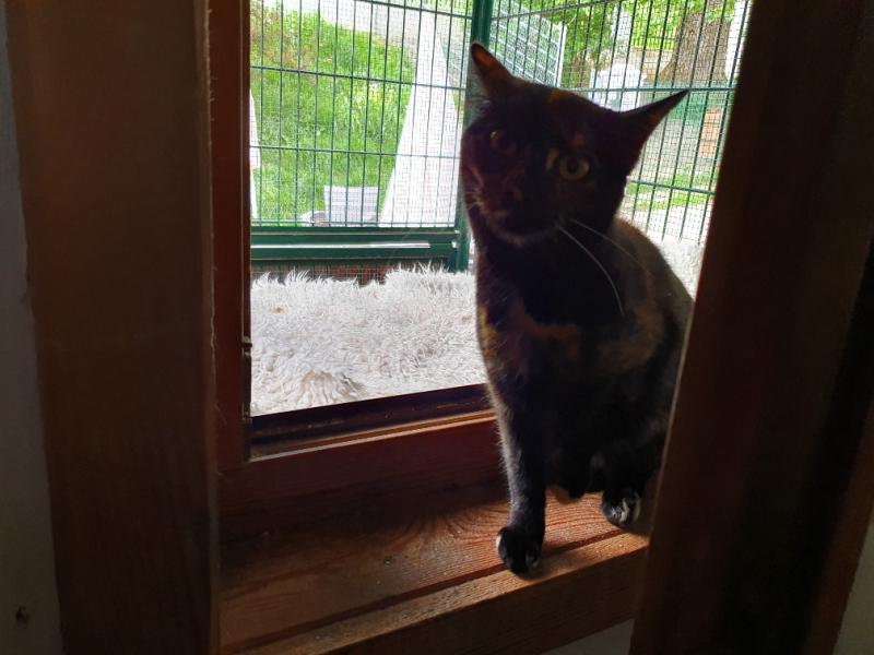 Europäische Hauskatze