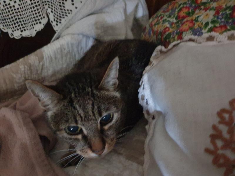 Europäische Hauskatze