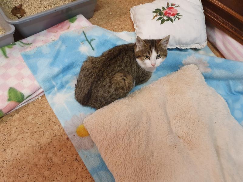 Europäische Hauskatze