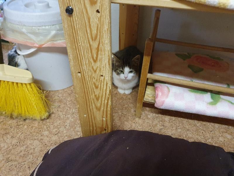 Europäische Hauskatze