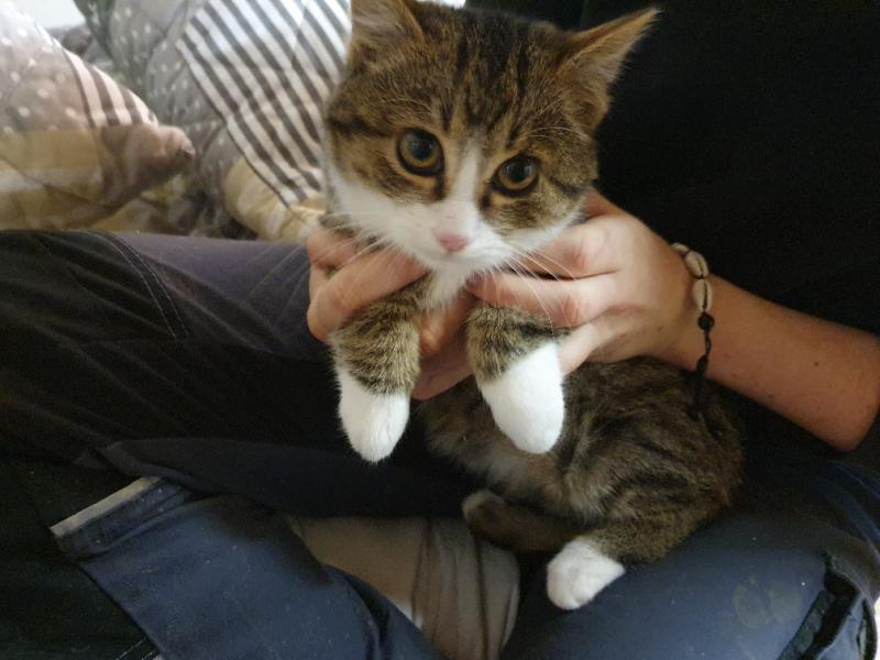 Europäische Hauskatze