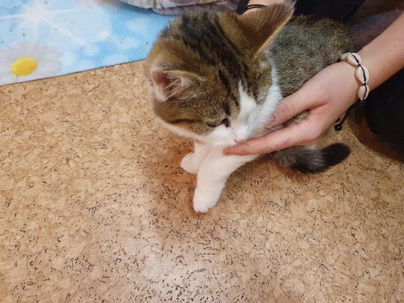 Europäische Hauskatze