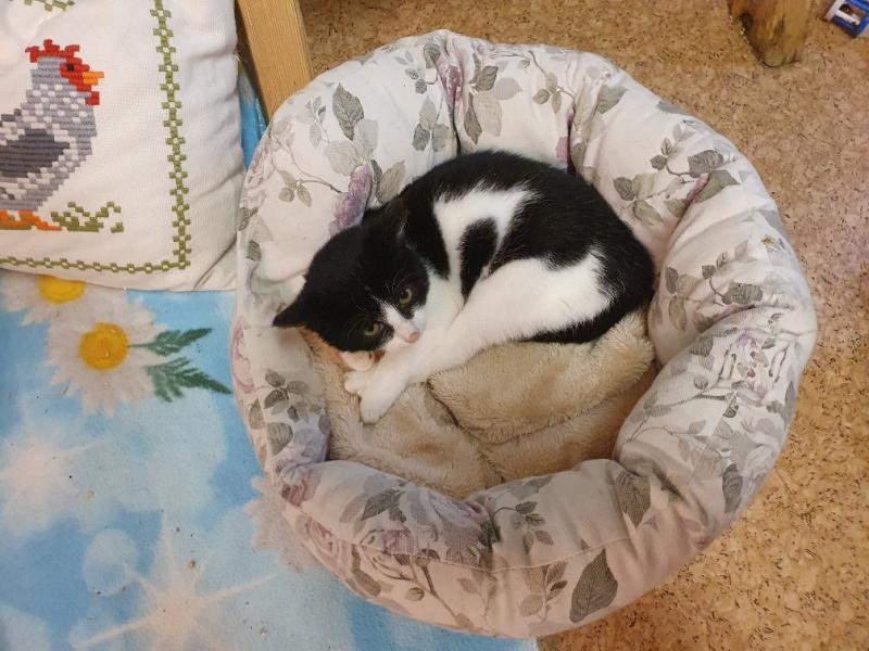 Europäische Hauskatze