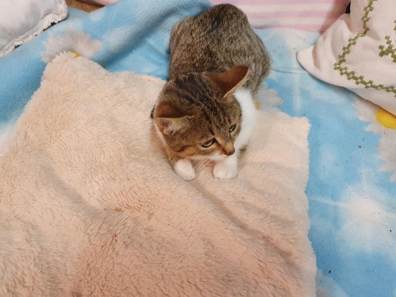 Europäische Hauskatze