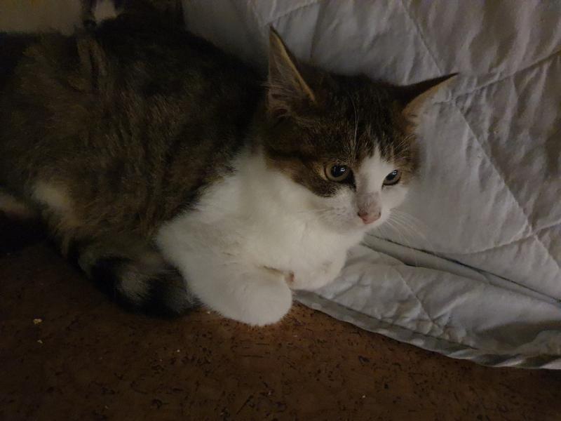 Europäische Hauskatze