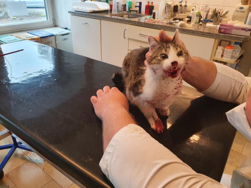 Europäische Hauskatze