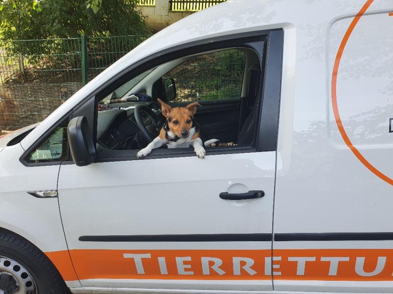 Jack Russell Terrier