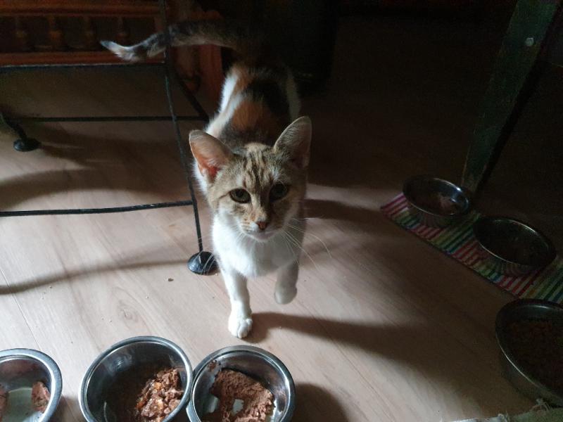 Europäische Hauskatze