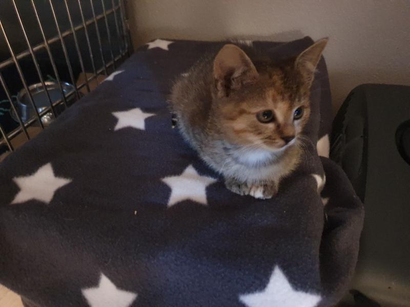 Europäische Hauskatze