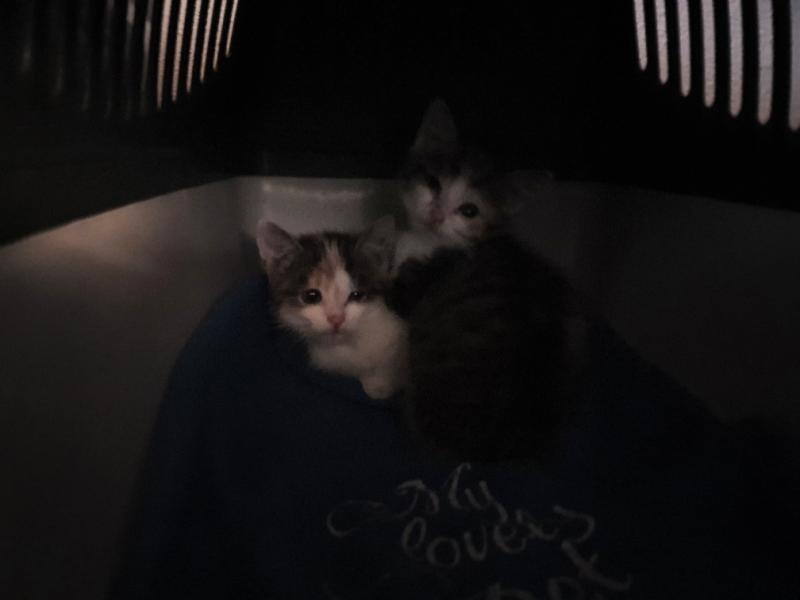 Europäische Hauskatze