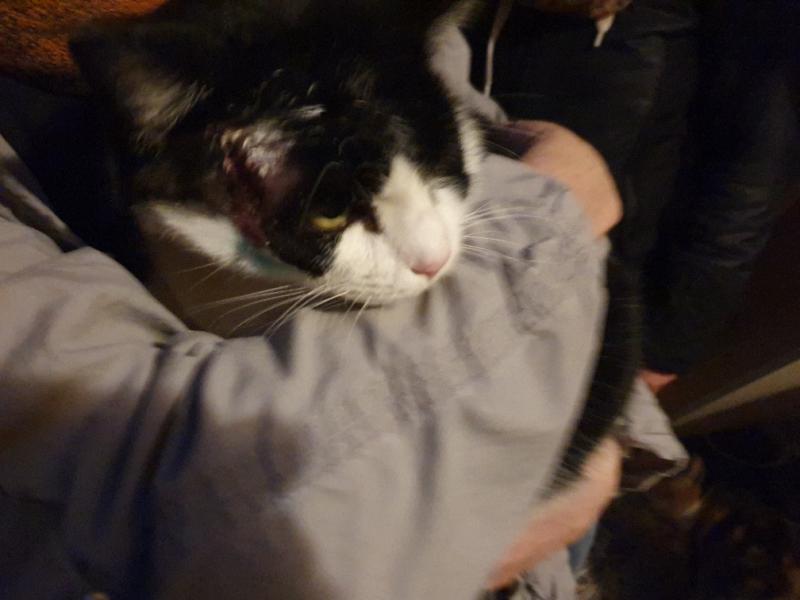Europäische Hauskatze