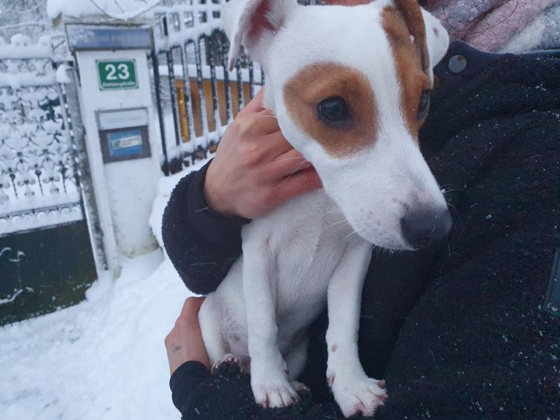 Jack Russell Terrier