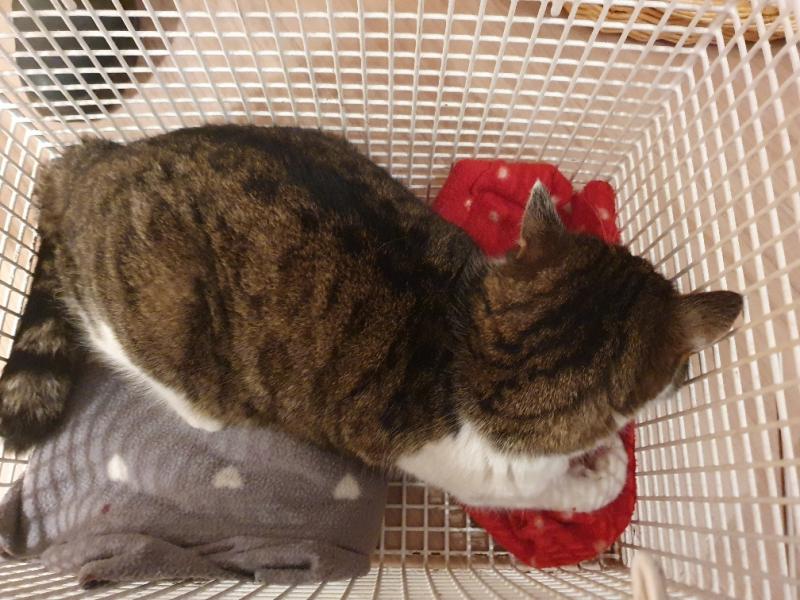 Europäische Hauskatze