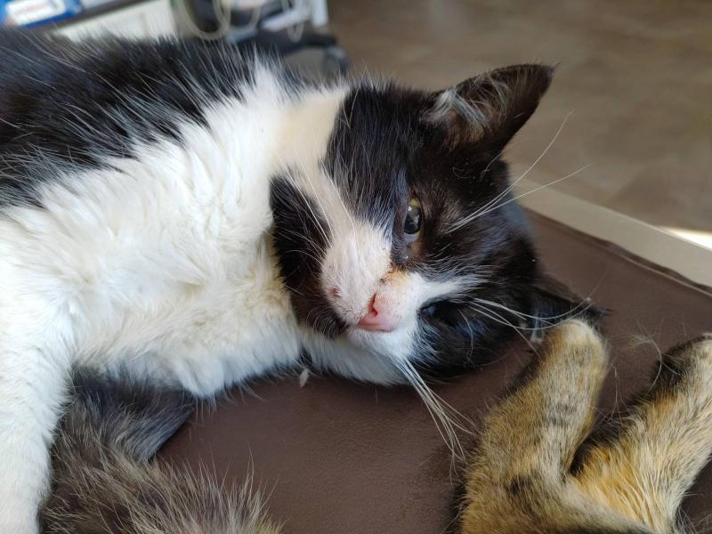 Europäische Hauskatze