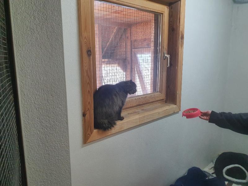 Europäische Hauskatze