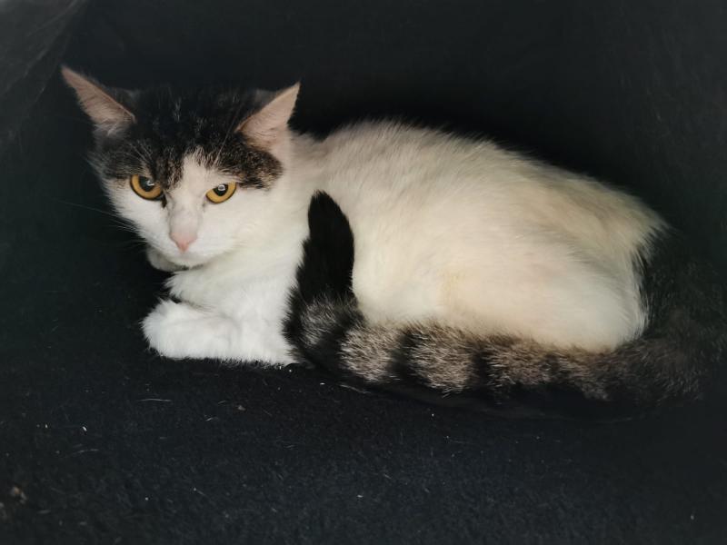 Europäische Hauskatze
