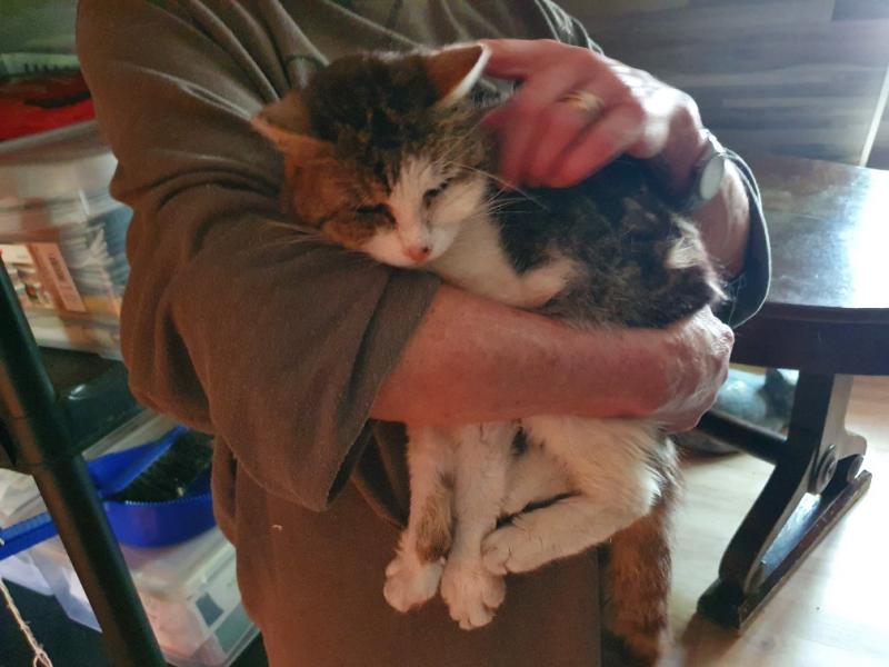 Europäische Hauskatze