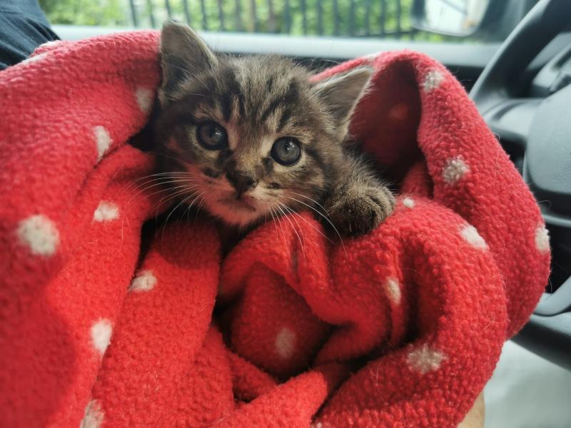 Europäische Hauskatze