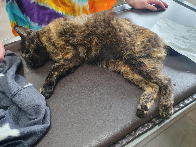 Europäische Hauskatze