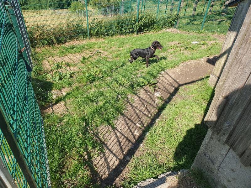 Jagdhund Kurzhaar-Mischling