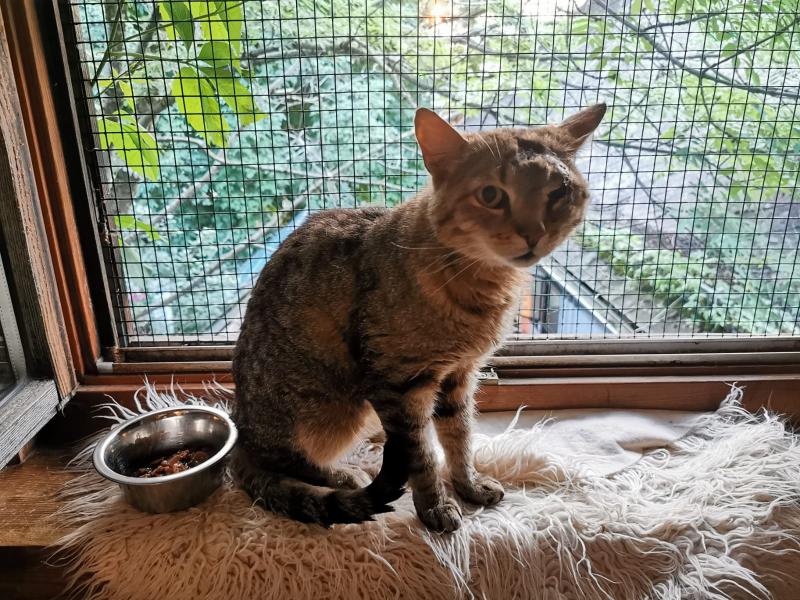 Europäische Hauskatze