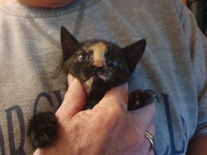 Europäische Hauskatze