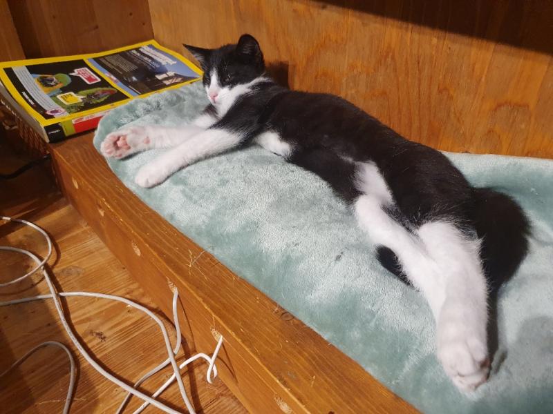 Europäische Hauskatze