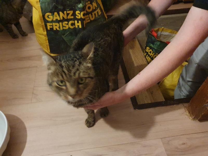 Europäische Hauskatze