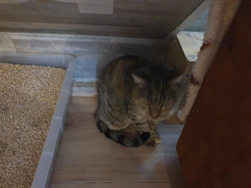 Europäische Hauskatze