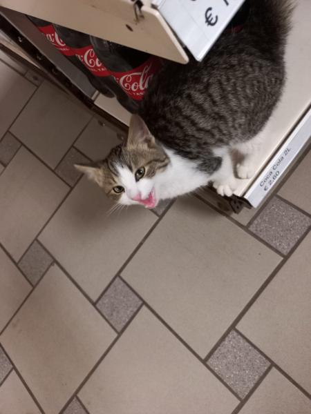 Europäische Hauskatze