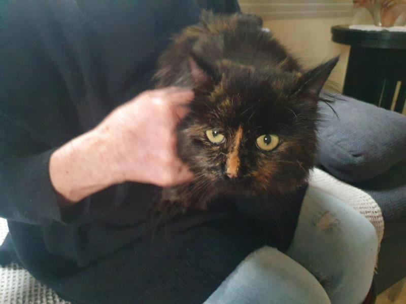 Europäische Hauskatze