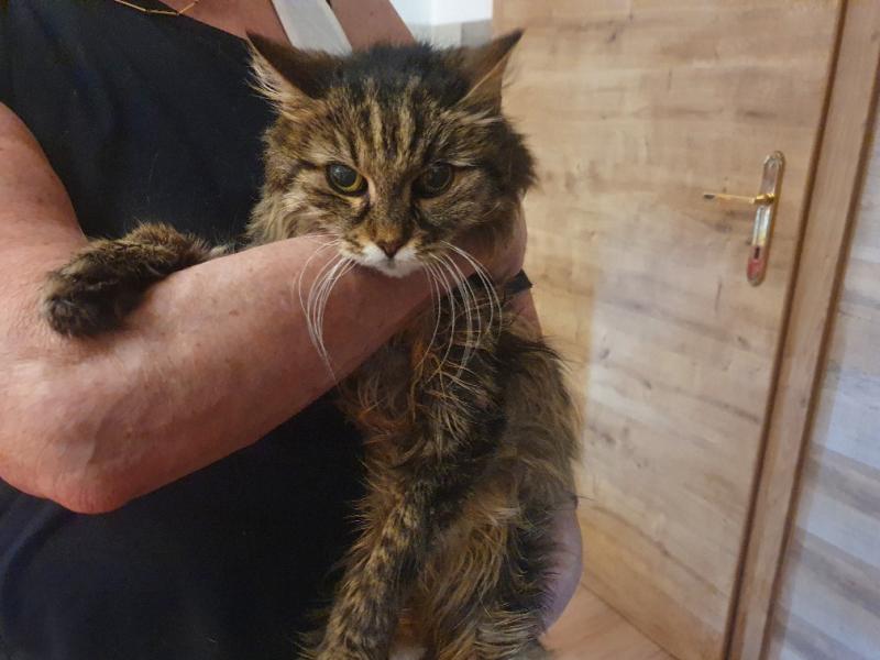 Europäische Hauskatze