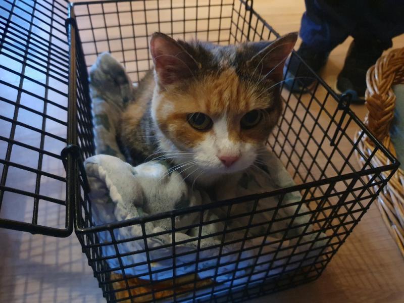 Europäische Hauskatze