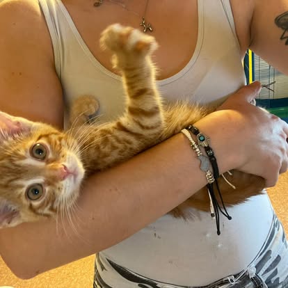 Europäische Hauskatze