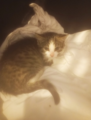 Europäische Hauskatze