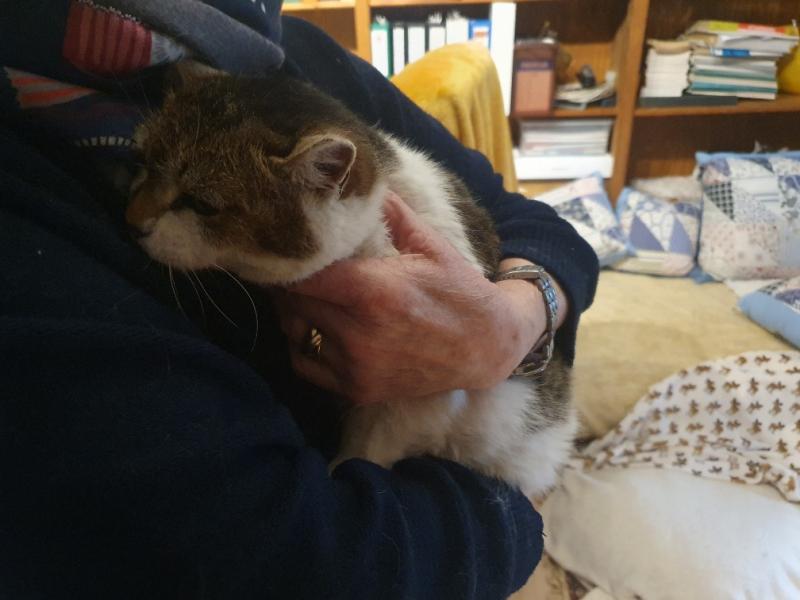 Europäische Hauskatze