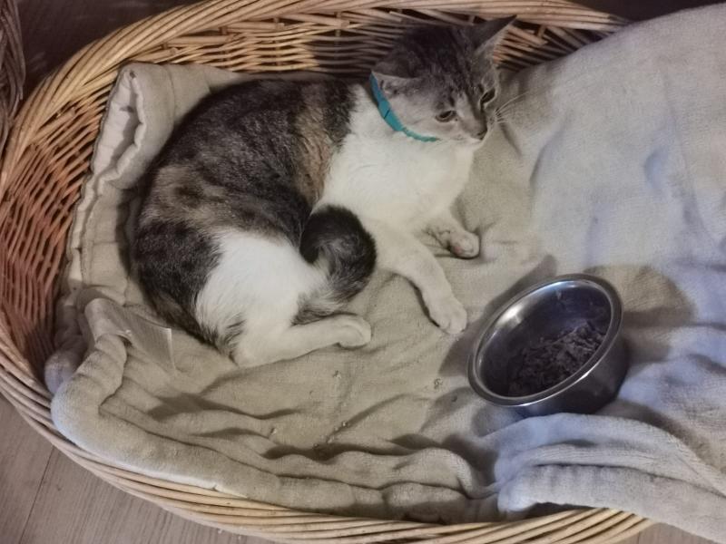 Europäische Hauskatze