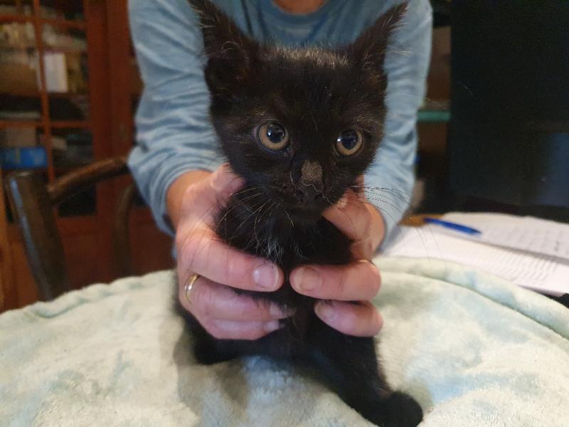 Europäische Hauskatze